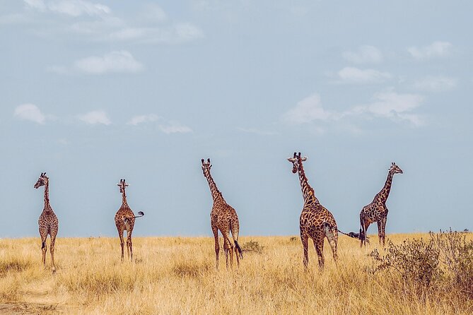 4 Days Tanzania Safari - Traveler Reviews and Experiences