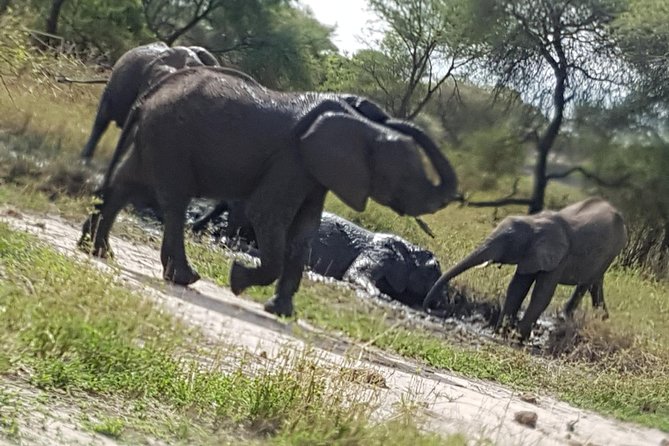 4 Days Tarangire,Serengeti & Ngorongoro Mid Range Camping Safari Tour Tanzania - Safety and Accessibility Considerations