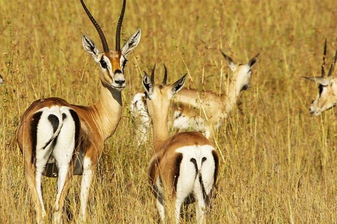 5 Day Mid Range Tanzania Safari - Booking and Cancellation