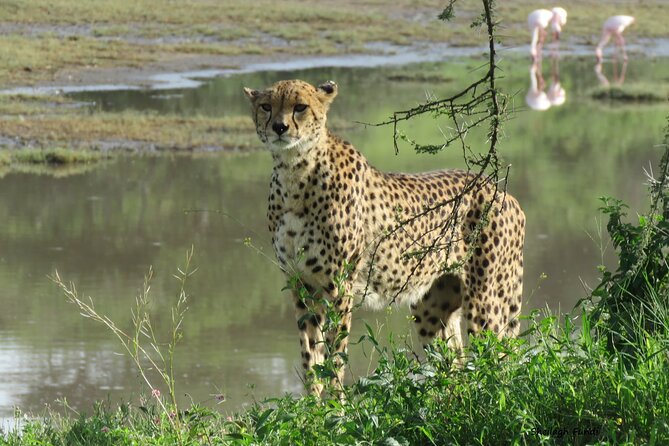 6- Day Adventure Lodge Safari to See Migration - Frequently Asked Questions