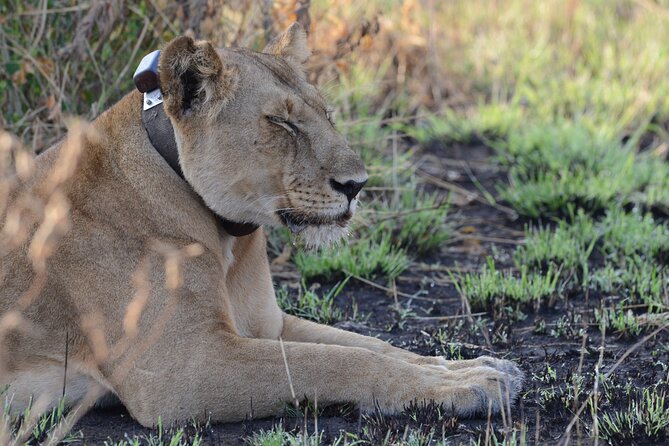 8-Day Private Uganda Big 5 Luxury Safari With Gorillas and Chimps - Frequently Asked Questions