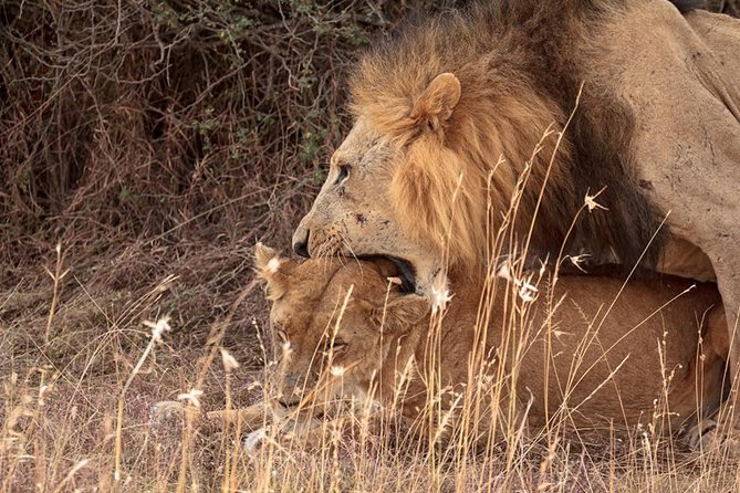 9- Days Classic Kenya Family Safari - Pricing and Customer Reviews