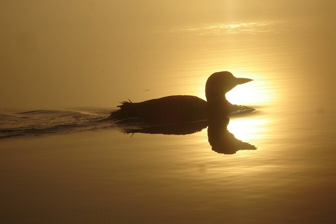 Algonquin Park 4-Day Luxury Moose/Beaver/Turtle Camping & Canoeing Adventure - Customer Feedback and Recommendations