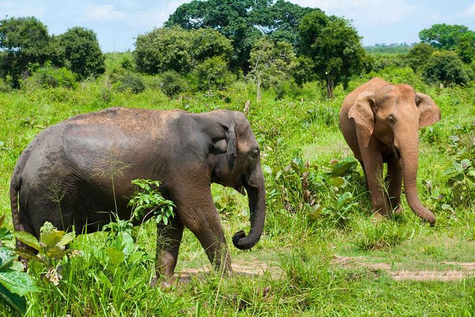 All Inclusive Udawalawa National Park Day Tour From Negombo - Booking and Cancellation Policy