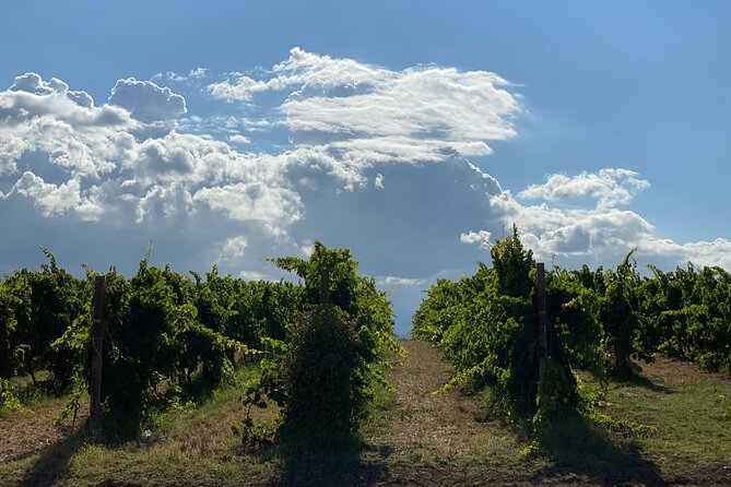 Among Ancient Sunny Vineyards, Visit and Taste the Wines From the San Lorenzo Cellar - Booking Information and Tips