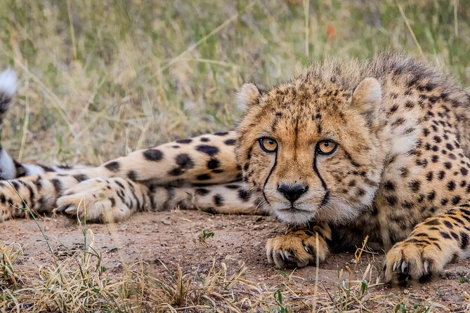Aquila Game Reserve Safari With Park Fees, Transport & Lunch - Considerations for Improvement