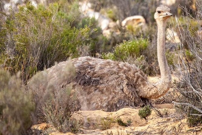 Big Five Safari Experience Near Cape Town ,South Africa - Frequently Asked Questions