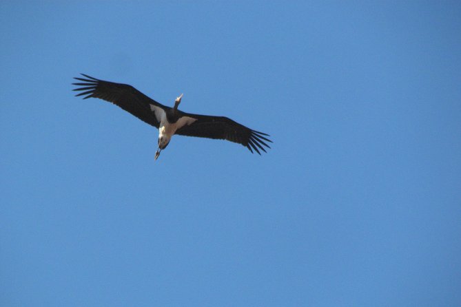 Birdwatching Day Around Sagres - Sum Up