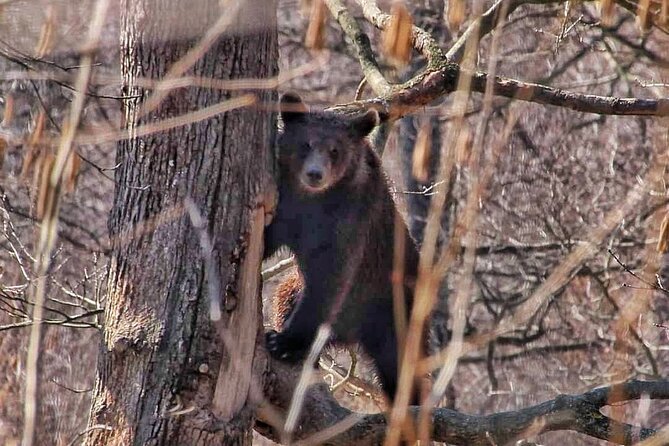 Brown Bear Sanctuary & Draculas Castle & Brasov - Private Tour From Bucharest - Ask Away
