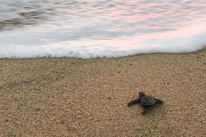 Cabo Turtle Release - Sustainable Tourism Practices