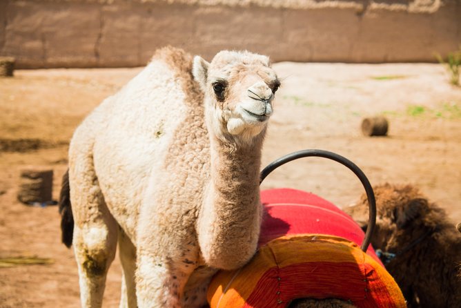 Camel Ride and Quad Biking With Fresh Mint Tea - Frequently Asked Questions