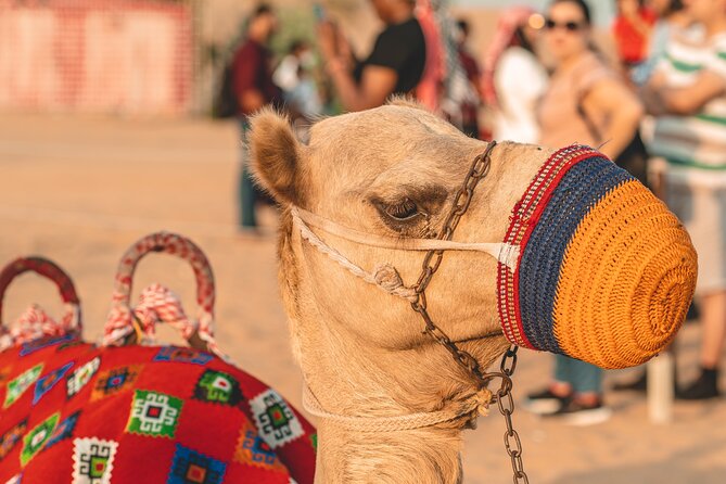Camel Trekking in Open Red Dunes Desert - Frequently Asked Questions