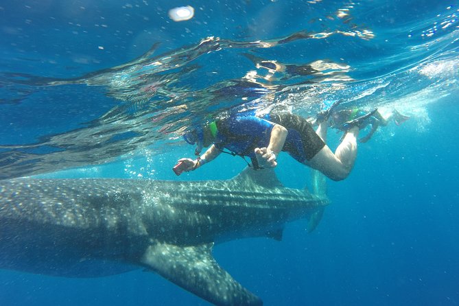 Cancun Whale Shark Encounter - Customer Feedback