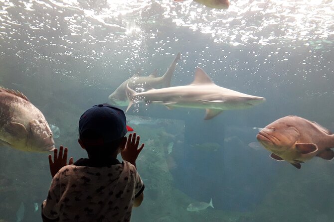 Chania Childrens Day CretAquarium Dinosauria and Labyrinth Park - The Sum Up