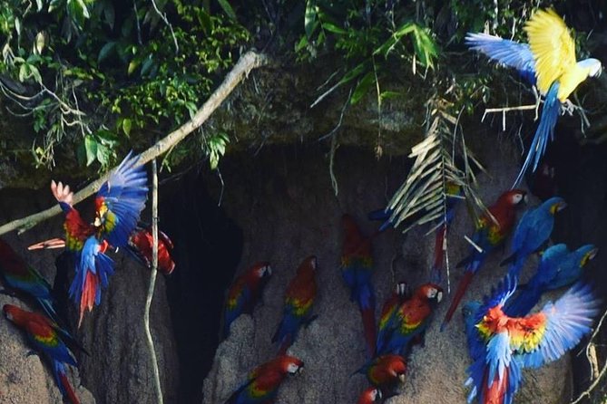Chuncho Macaw Clay Lick Full Day - Exploring the Chuncho Clay Lick