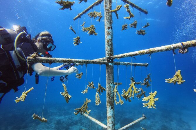 DiveCarib - An Eco-Friendly Certified Diver Trip in Antigua - Diver Certification and Fitness