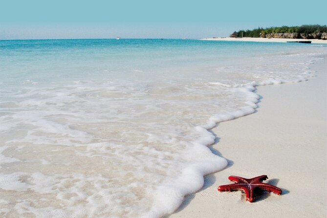 Dolphin Tour; Kuza Cave Tour; Paje Beach; The Rock Restaurant; Jozani Forest - Pricing and Booking Details