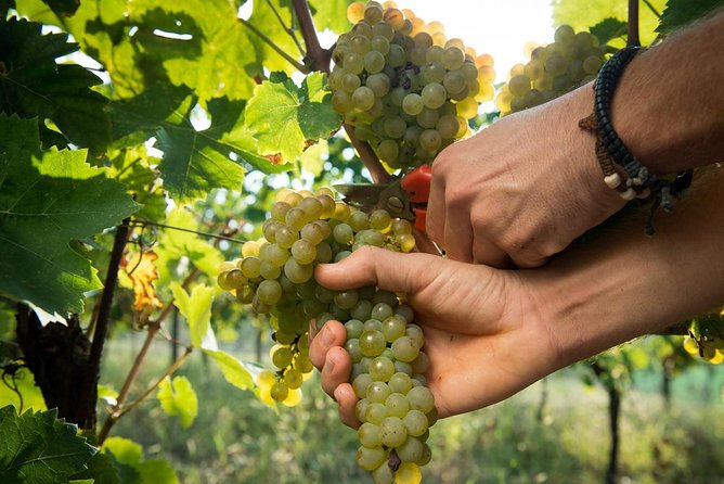 EBIKE Tour With Organic Wine Tasting - Additional Information