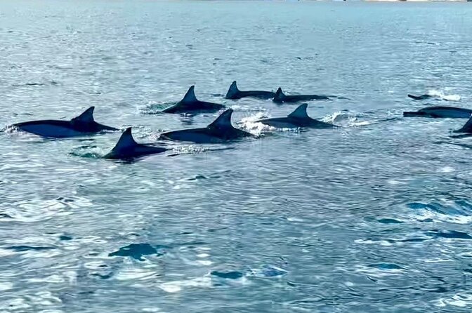 Exciting Dolphin Encounters in the Maurtiuss Lagoon - Capturing Memorable Moments