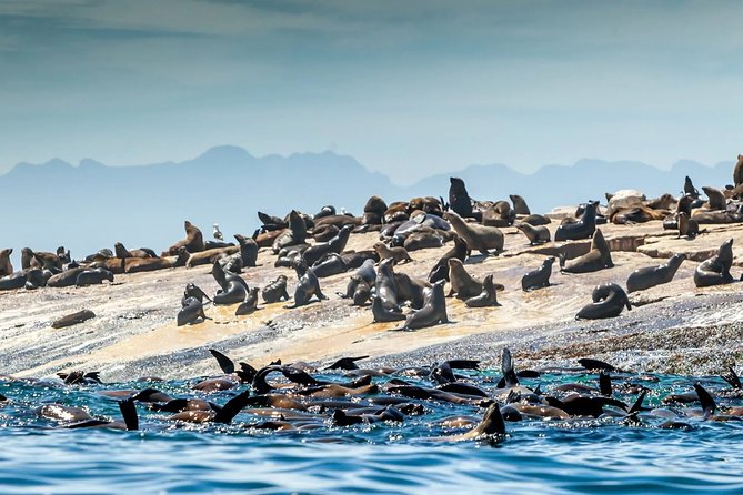 Explore the Garden Route From Cape Town - 4 Days - Frequently Asked Questions