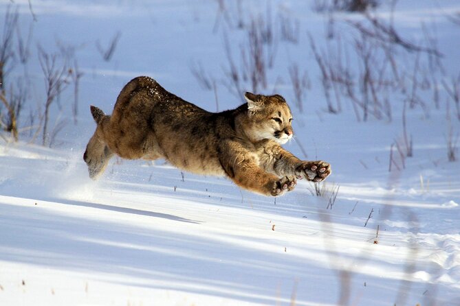 Family Friendly Private Tour at Yellowstone National Park W/Lunch - Sum Up