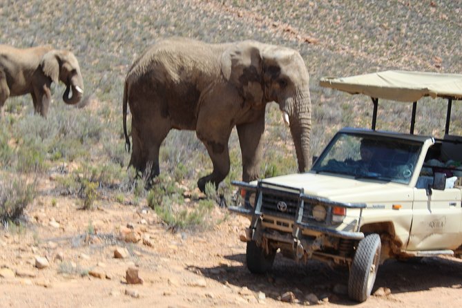 Full-Day Safari Aquila Game Reserve From Cape Town - Guest Reviews and Ratings