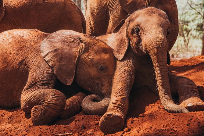 Giraffe Centre, Elephant Orphanage, National Museum & Beads Center - Frequently Asked Questions