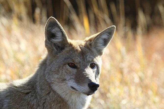 Grand Teton and Yellowstone Self-Guided Driving Tours Bundle - Cancellation Policy Details