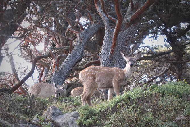 Guided 2-Hour Point Lobos Nature Walk - Booking Tips and Recommendations