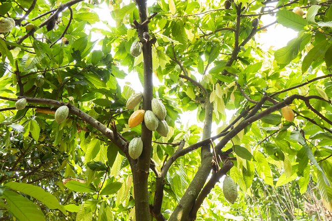 Guided Tour of the Artisan Chocolate Factory in Tuscany - Purchasing Opportunities