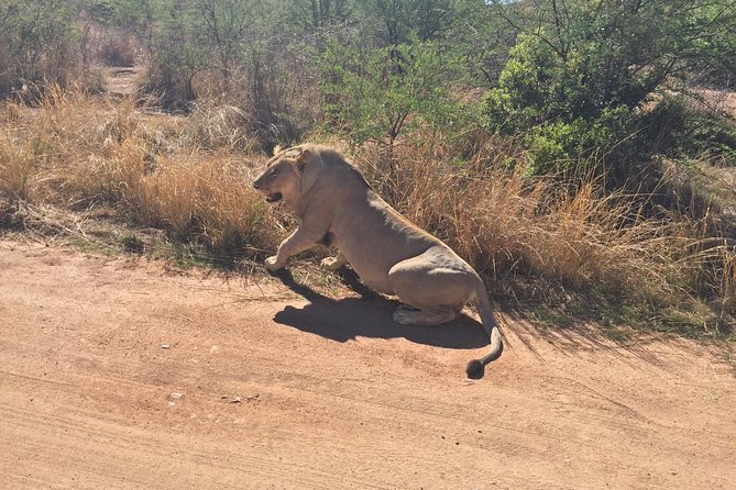 Half Day Safari Tour From Johannesburg - Safari Highlights