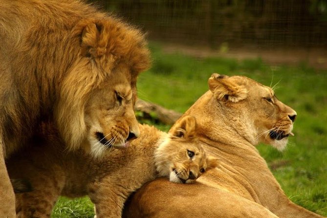 Hluhluwe Imfolozi Game Reserve & Phezulu Safari Park From Durban - Frequently Asked Questions