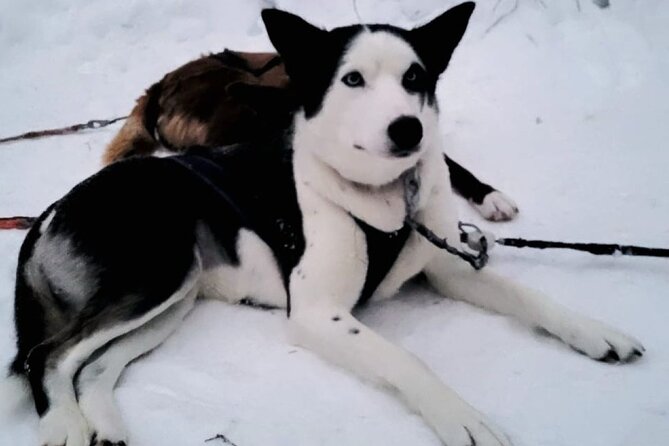 Husky Sledding Ride in Levi 5 KM - Exploring the Winter Wonderland of Levi