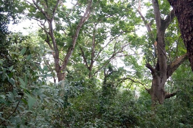 Jozani Forest Tour - Frequently Asked Questions