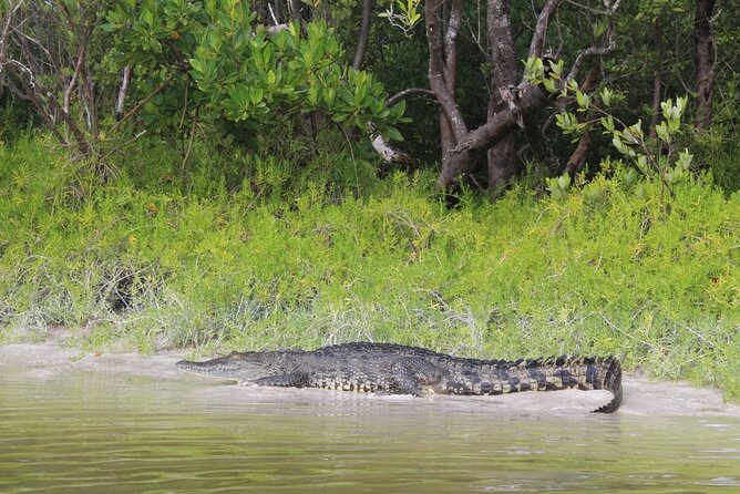 Kayak Experience in the Mangroves of Holbox Island - Cancellation and Pricing