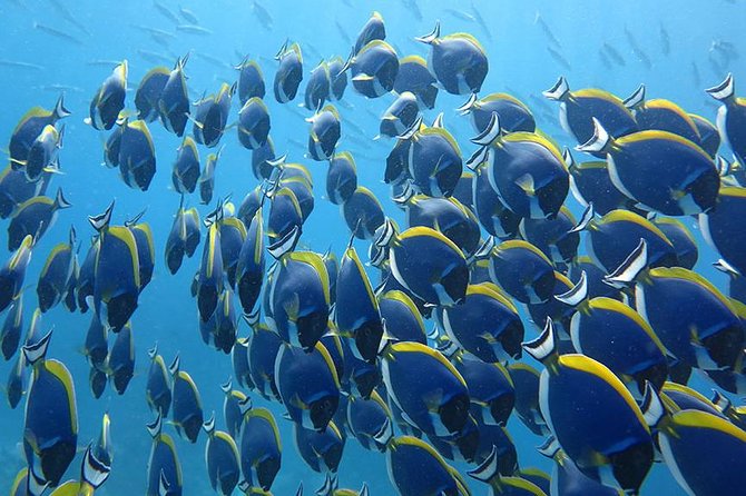 Khao Lak to Similan Islands Snorkeling Tour - Tips for an Enjoyable Tour