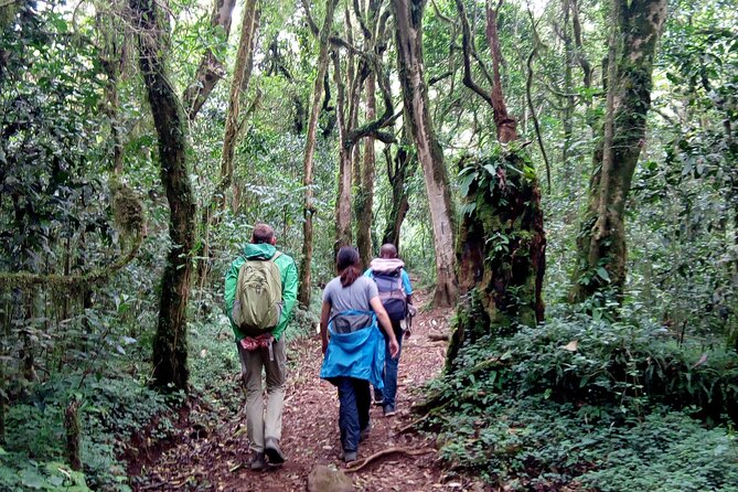 Kilimanjaro 1 Day Hike - Exceptional Reviews and Lowest Price Guarantee