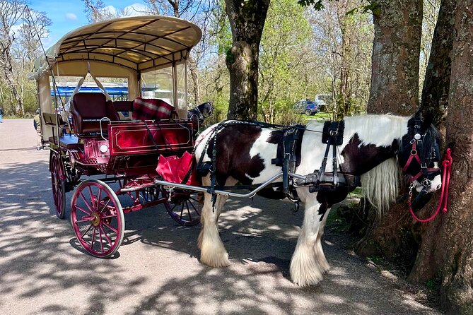 Killarney Jaunting Car Tour - Refreshments and Exploration