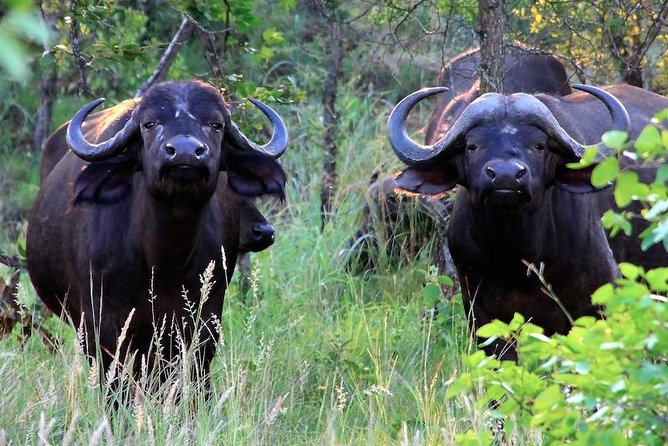 Kruger National Park Full Day Safari Tour - Frequently Asked Questions