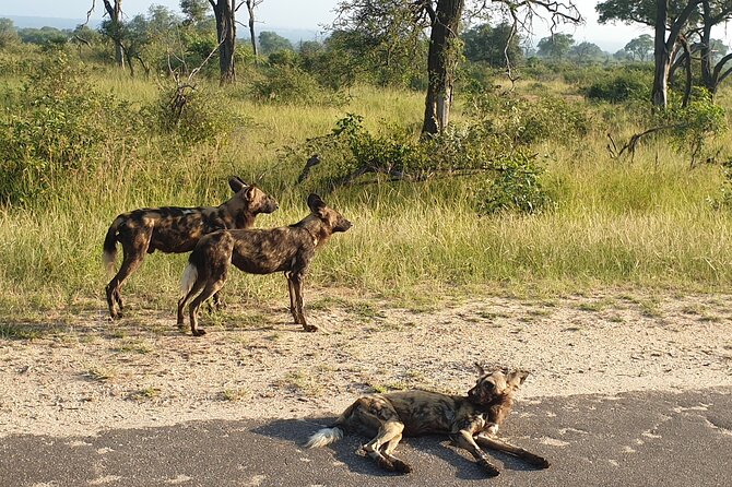 Kruger National Park & Panorama Route From Johannesburg 3 Days & 2 Nights - Frequently Asked Questions