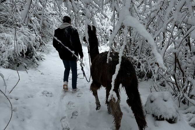 Llama Hike With Homemade, Traditional Cheese Fondue - Location and Group Size