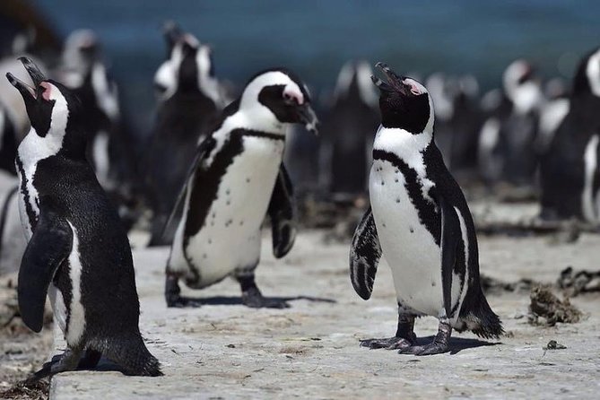 Luxury 2-Day In & Out Garden Route Safari Tour - Frequently Asked Questions