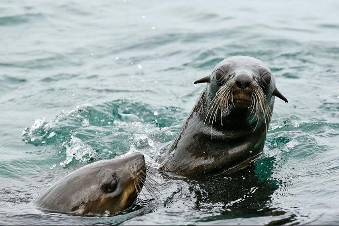 Marine Big 5 Full Day Guided Return Transfer Cape Town - Gansbaai - Additional Considerations