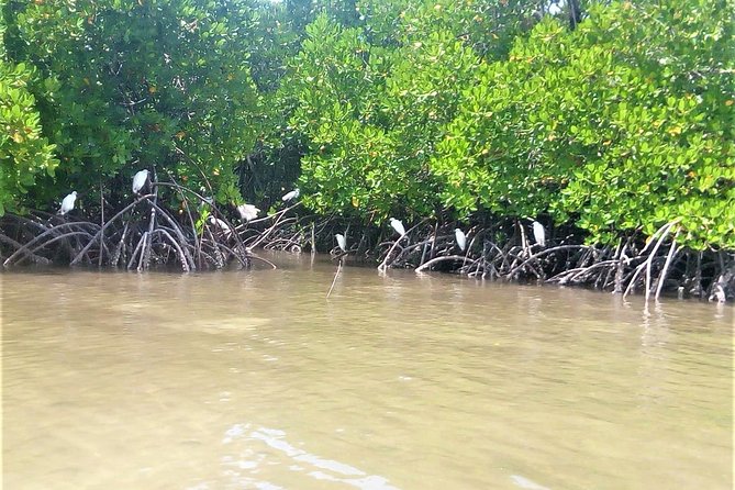 Mida Creek Boardwalk and Canoa Ride - Practical Information and Tour Details