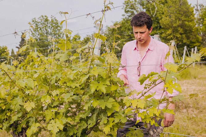 Montevecchio Isolani Wine Tasting Experience - Exploring the Vineyard