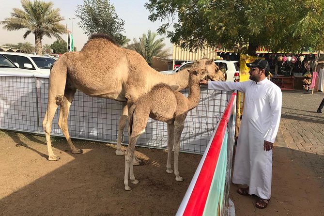 Morning Dubai Desert Safari With Sand Boarding and Camel Ride - Tips for Your Safari Experience