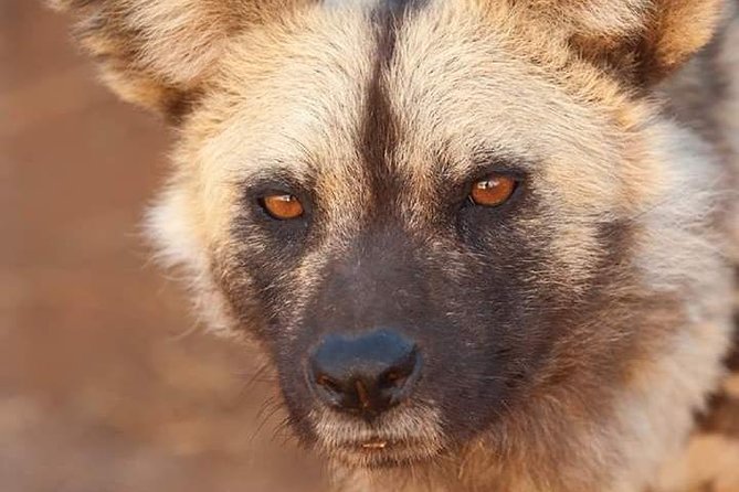 Nairobi National Park Half Day Tour - Tips for Your Tour