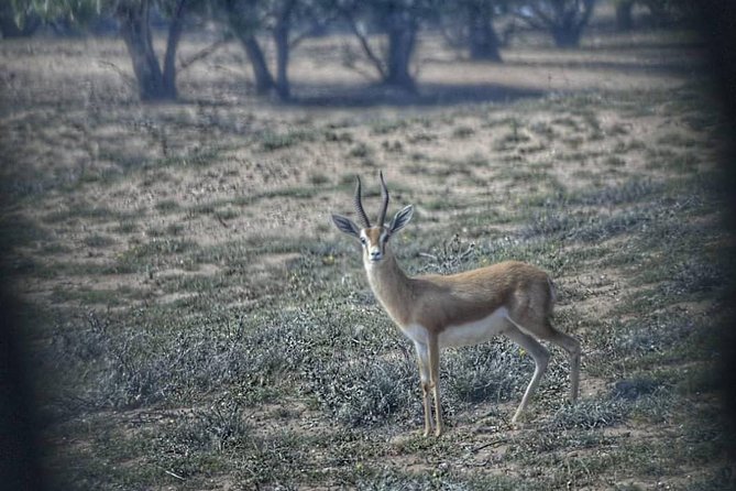 National Park Visit Souss Massa (Endangered Animals) - Visitor Feedback