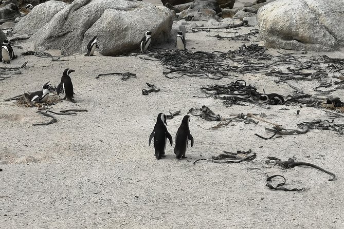 Penguin Time! Private Peninsula Experience. - Booking and Cancellation Policy
