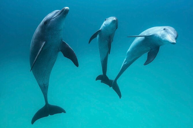 Photo Session With Dolphins With Transfer in Hurghada - Frequently Asked Questions